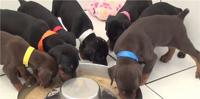 了解幼犬的成长,什么时候睁眼,开始吃固体食物,可以离开母犬?