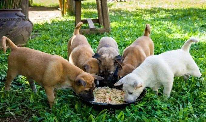 了解幼犬的成长,什么时候睁眼,开始吃固体食物,可以离开母犬?