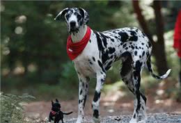 了解幼犬的成长，什么时候睁眼，开始吃固体食物，可以离开母犬?