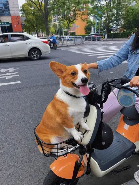 柯基犬心脏病!日常养护攻略!