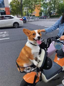 柯基犬心脏病!日常养护攻略!