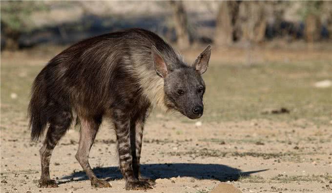 别再小瞧鬣狗了，它们对草原的贡献难以取代