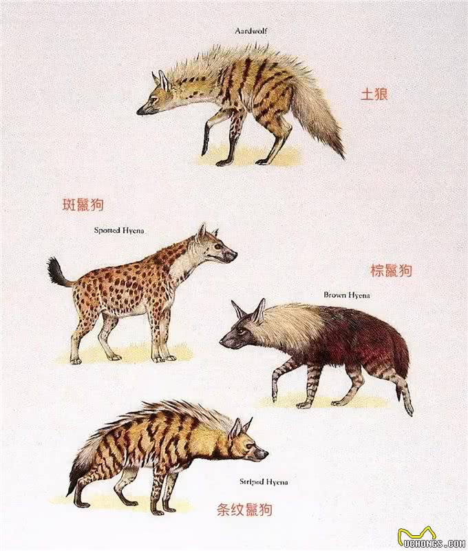 别再小瞧鬣狗了，它们对草原的贡献难以取代