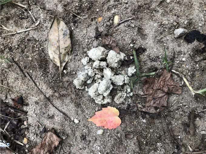 别再小瞧鬣狗了，它们对草原的贡献难以取代