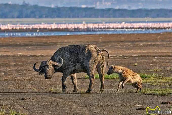 别再小瞧鬣狗了，它们对草原的贡献难以取代