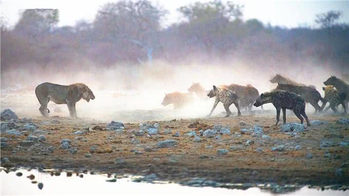 别再小瞧鬣狗了，它们对草原的贡献难以取代