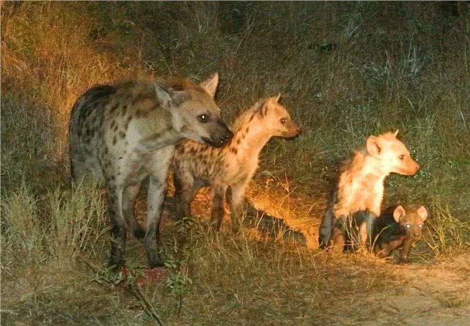 别再小瞧鬣狗了，它们对草原的贡献难以取代