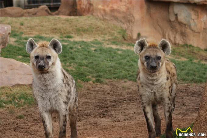 别再小瞧鬣狗了，它们对草原的贡献难以取代