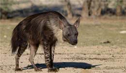 别再小瞧鬣狗了，它们对草原的贡献难以取代