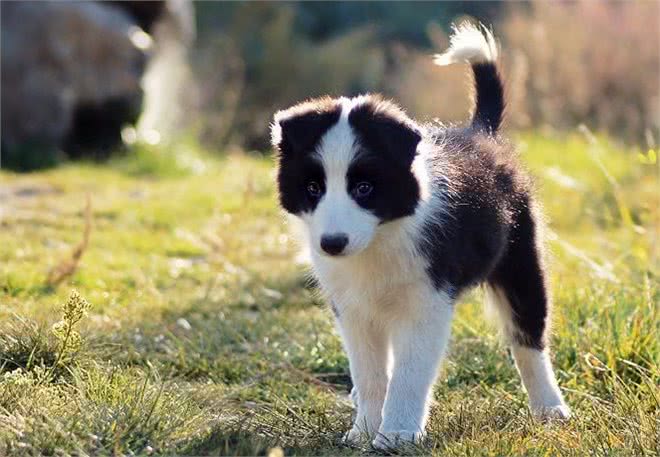 养边牧的好处多，还是坏处多?