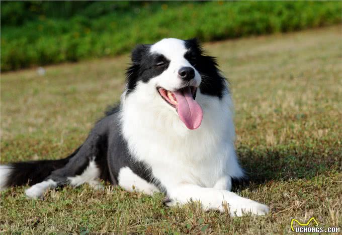 养边牧的好处多，还是坏处多?