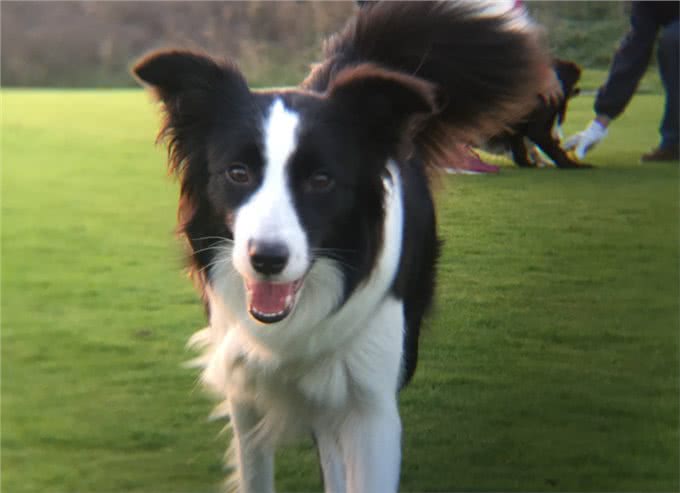 养边牧的好处多，还是坏处多?