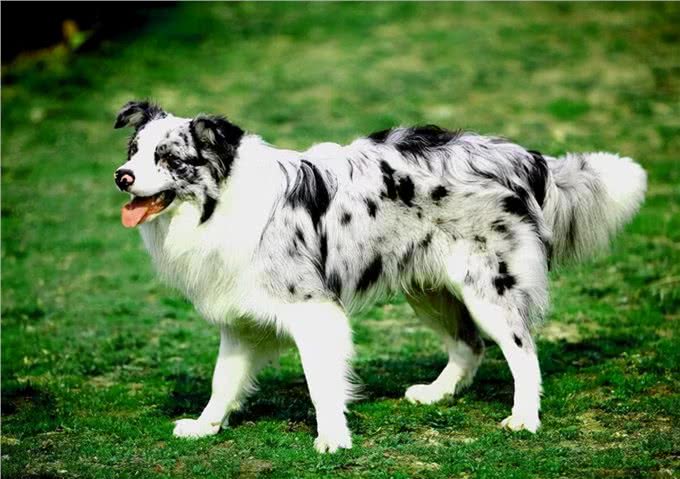 养边牧的好处多，还是坏处多?