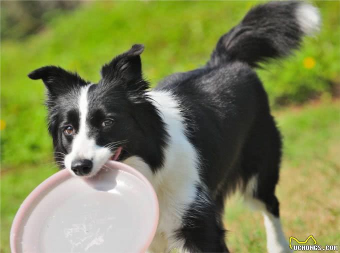 养边牧的好处多，还是坏处多?