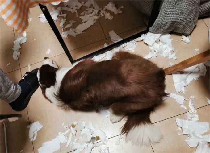 养边牧的好处多，还是坏处多?