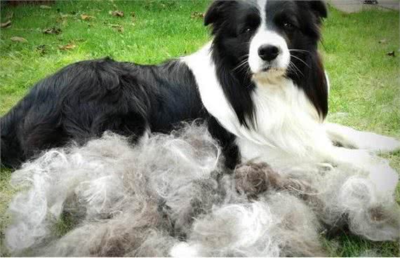 养边牧的好处多，还是坏处多?