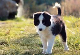 养边牧的好处多，还是坏处多?