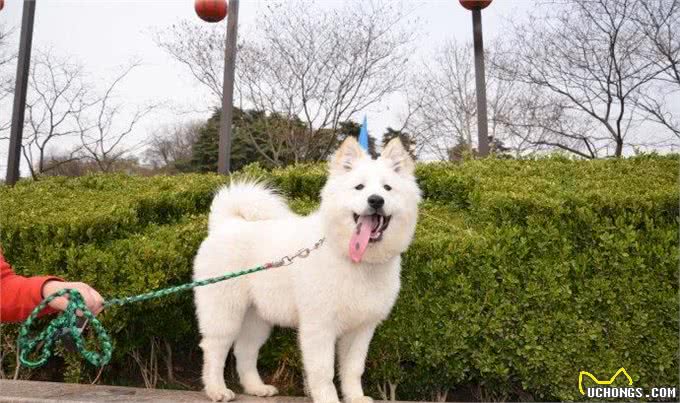 狗狗毛发护理小知识