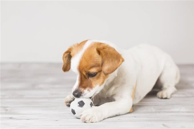 由细小病毒引发的猫瘟和犬细小一样吗?应该如何治疗?