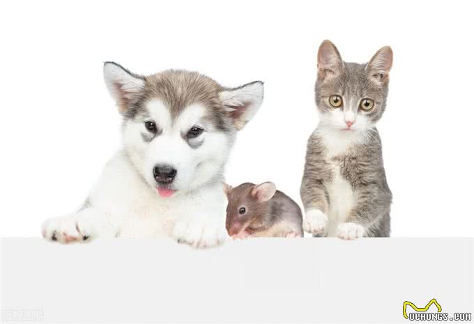 由细小病毒引发的猫瘟和犬细小一样吗?应该如何治疗?