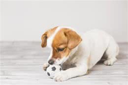 由细小病毒引发的猫瘟和犬细小一样吗?应该如何治疗?