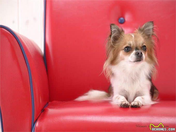 蝴蝶犬，是名字与外貌同样美丽的聪明宝宝