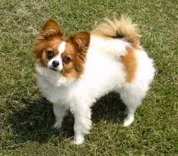 蝴蝶犬，是名字与外貌同样美丽的聪明宝宝