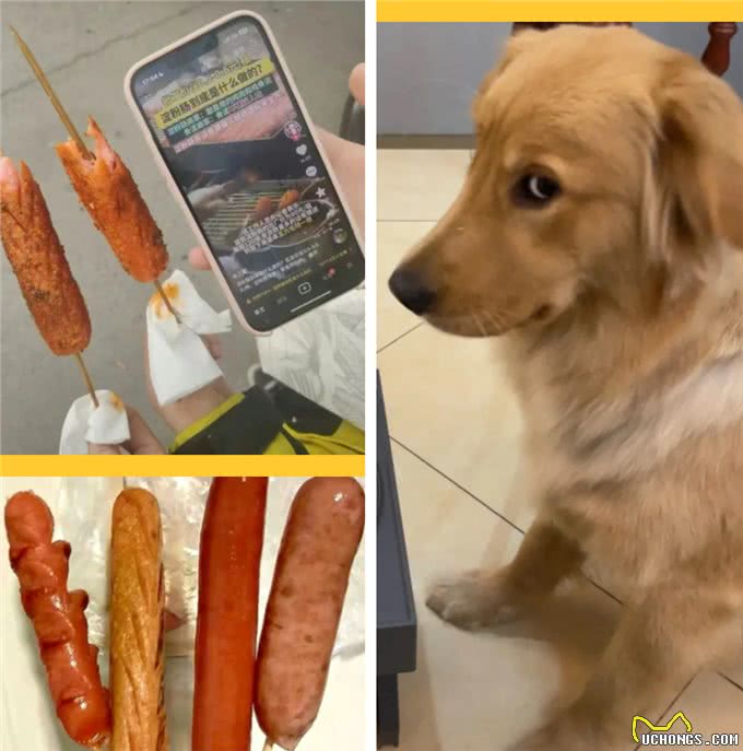 狗狗的饮食，连这个，都入不了它的眼