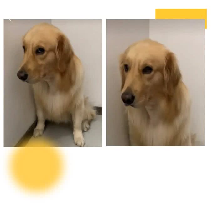 狗狗的饮食，连这个，都入不了它的眼