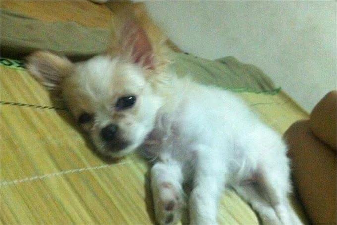 燃放鞭炮的巨响,家里的狗狗被吓成这样,感觉患上抑郁症不爱动了