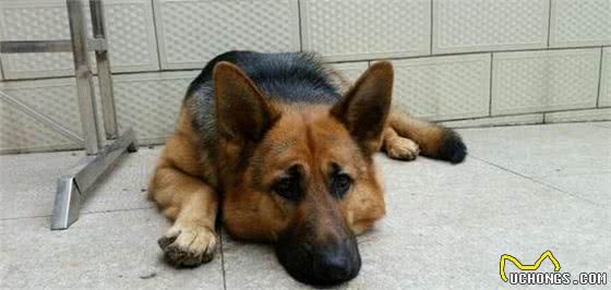 燃放鞭炮的巨响,家里的狗狗被吓成这样,感觉患上抑郁症不爱动了