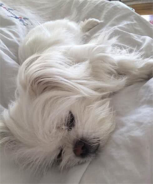 燃放鞭炮的巨响,家里的狗狗被吓成这样,感觉患上抑郁症不爱动了