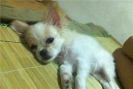 燃放鞭炮的巨响，家里的狗狗被吓成这样，感觉患上抑郁症不爱动了