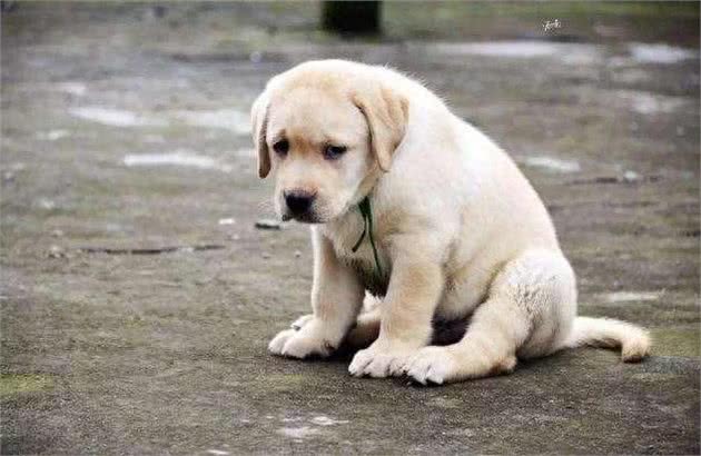 如何挑选一条温顺友善的狗狗?