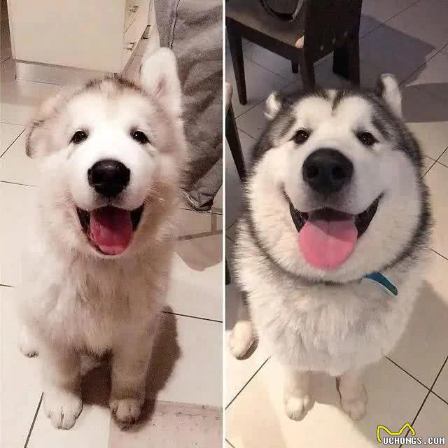 如何挑选一条温顺友善的狗狗?