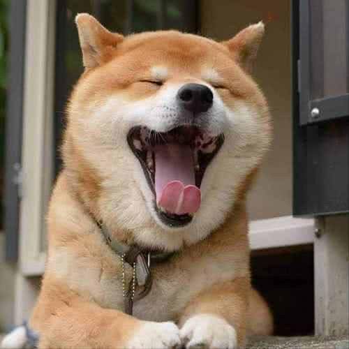 如何挑选一条温顺友善的狗狗?