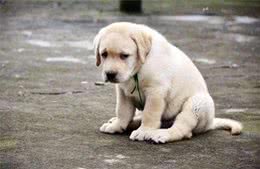 如何挑选一条温顺友善的狗狗?