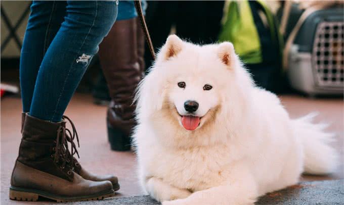 为什么老司机都不建议养萨摩耶?原因让人吃惊