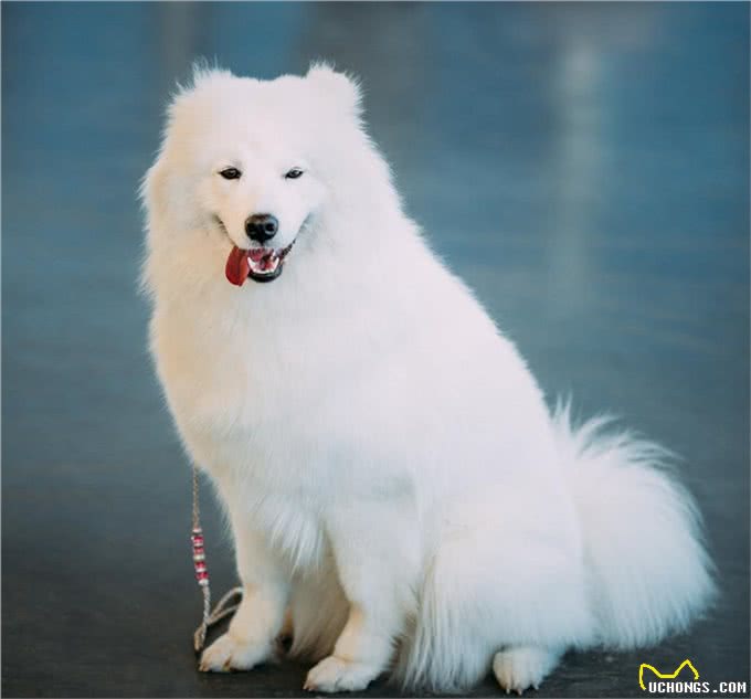 为什么老司机都不建议养萨摩耶?原因让人吃惊