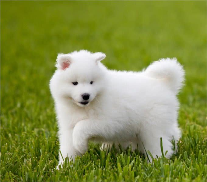 为什么老司机都不建议养萨摩耶?原因让人吃惊