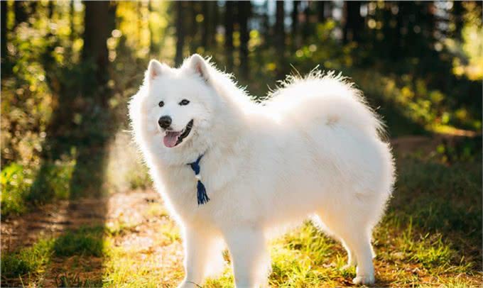 为什么老司机都不建议养萨摩耶?原因让人吃惊