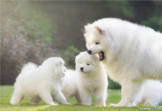 为什么老司机都不建议养萨摩耶?原因让人吃惊