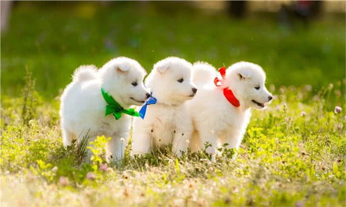 为什么老司机都不建议养萨摩耶?原因让人吃惊