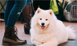 为什么老司机都不建议养萨摩耶?原因让人吃惊