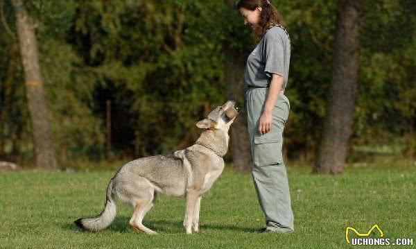 与狼近亲的捷克狼犬，狼性十足勇猛赛藏獒