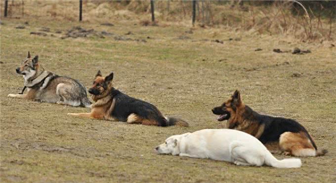 与狼近亲的捷克狼犬，狼性十足勇猛赛藏獒
