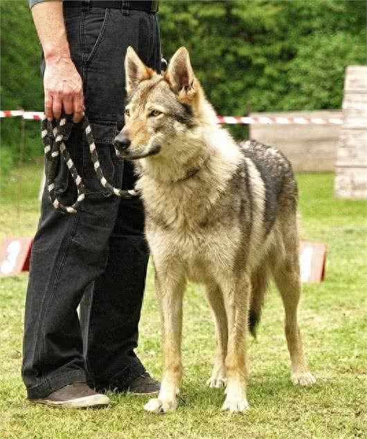 与狼近亲的捷克狼犬，狼性十足勇猛赛藏獒