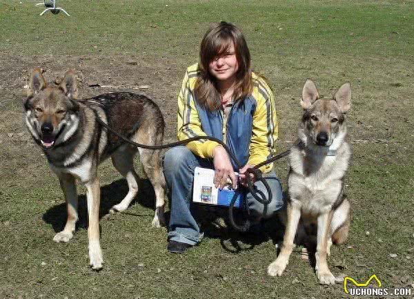 与狼近亲的捷克狼犬，狼性十足勇猛赛藏獒