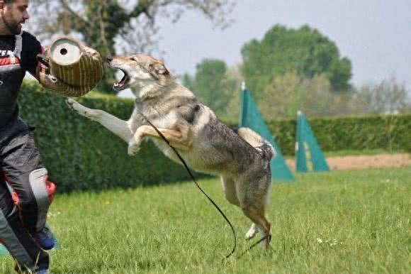 与狼近亲的捷克狼犬，狼性十足勇猛赛藏獒