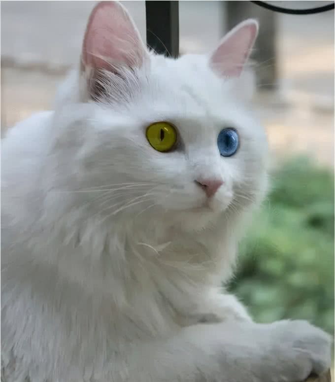 猫咪鉴赏（七）陪伴在我们身边的小精灵—中华田园猫临清狮子猫